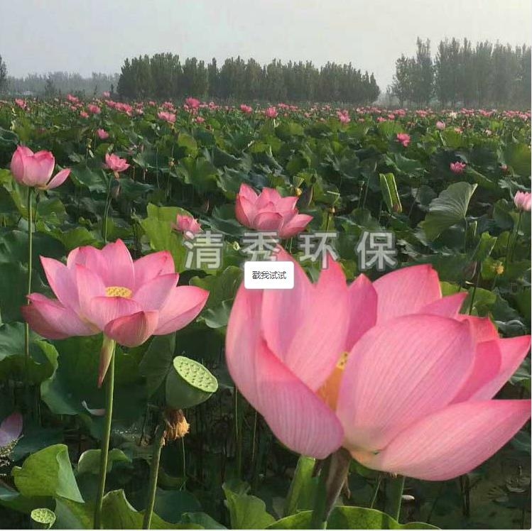 荷花苗種植各方面的要求有哪些？